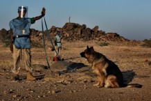 Omar working with deminer dog Aiwan. Demining fields at Rassai, Kassala State. Sudan 2016