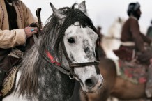 Buzkashi. Mazar-i-Sharif, Afghanistan, 1391 (2013)