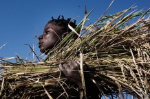 Paddy harvesting: cutting. Zalani Kasawa, 26 years old, farmer. The support for agriculture is part of a project of food security and resilience of Italian NGO CISP (International Committee for the Development of Peoples) funded by European Union. Nkhotakota District, Malawi, 2018.