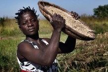 Paddy harvesting: cleaning. Zalani Kasawa, 26 years old, farmer. The support for agriculture is part of a project of food security and resilience of Italian NGO CISP (International Committee for the Development of Peoples) funded by European Union. Nkhotakota District, Malawi, 2018.