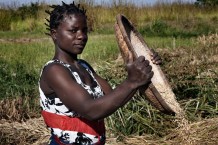 Paddy harvesting: cleaning. Zalani Kasawa, 26 years old, farmer. The support for agriculture is part of a project of food security and resilience of Italian NGO CISP (International Committee for the Development of Peoples) funded by European Union. Nkhotakota District, Malawi, 2018.