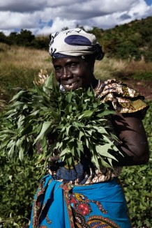A producer of sweet potatoes. The support for agriculture is part of a project of resilience of Italian NGO CISP (International Committee for the Development of Peoples) funded by the WFP (World Food Programme). Karonga District, Malawi, 2018.