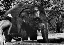 Desaswom Punnathur Kotta , Guruvayur. Kerala, India, 1996