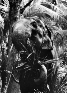 Desaswom Punnathur Kotta , Guruvayur. Kerala, India, 1996