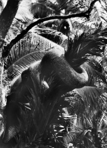 Desaswom Punnathur Kotta , Guruvayur. Kerala, India, 1996