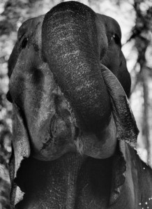 Desaswom Punnathur Kotta , Guruvayur. Kerala, India, 1996