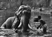 Desaswom Punnathur Kotta , Guruvayur. Kerala, India, 1996