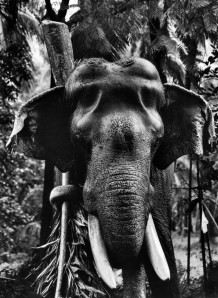 Desaswom Punnathur Kotta , Guruvayur. Kerala, India, 2007