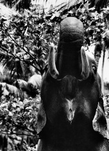 Desaswom Punnathur Kotta , Guruvayur. Kerala, India, 2007