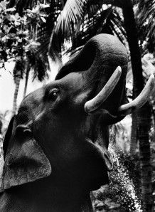 Desaswom Punnathur Kotta , Guruvayur. Kerala, India, 2007