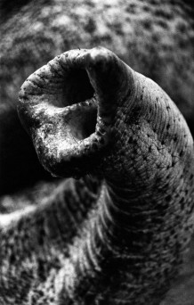 Desaswom Punnathur Kotta , Guruvayur. Kerala, India, 2007