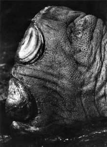Desaswom Punnathur Kotta , Guruvayur. Kerala, India, 2007