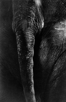 Desaswom Punnathur Kotta , Guruvayur. Kerala, India, 2007