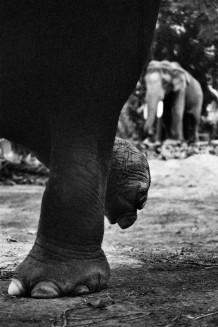 Desaswom Punnathur Kotta , Guruvayur. Kerala, India, 2007
