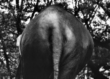 Desaswom Punnathur Kotta , Guruvayur. Kerala, India, 2007